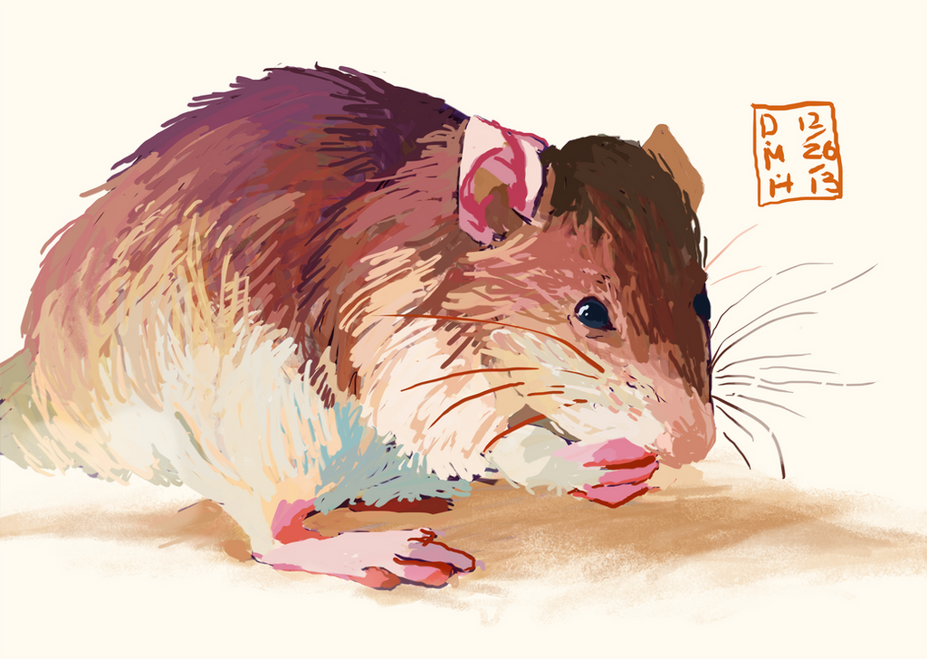 Rat Deviantart rat by LadyKuki on DeviantArt
