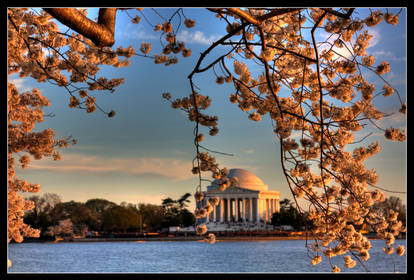 Jefferson Memorial Blossom