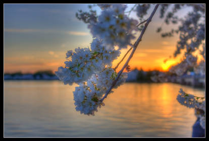 Blossom Sunset