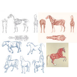 Horse Anatomy Studies