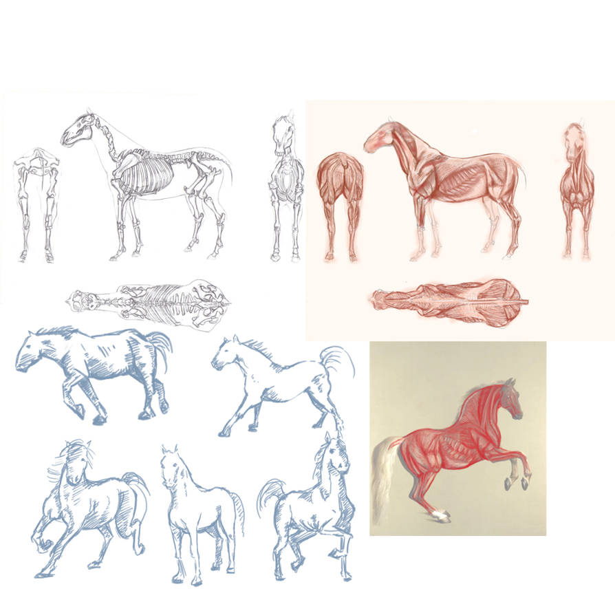 Horse Anatomy Studies by akirk on DeviantArt