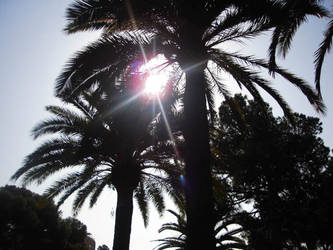 Palm Trees in barcelona