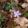 Wild Violet