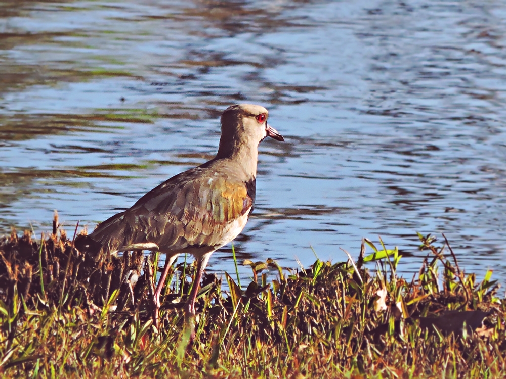 Southern Lapwing