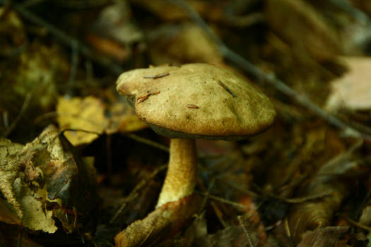 Mushroom II