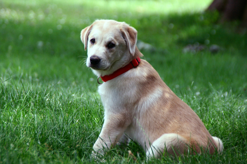 Puppy stock Lab Huskey