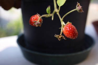 BABY STRAWBERRIES