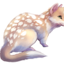 Peaceful Quoll