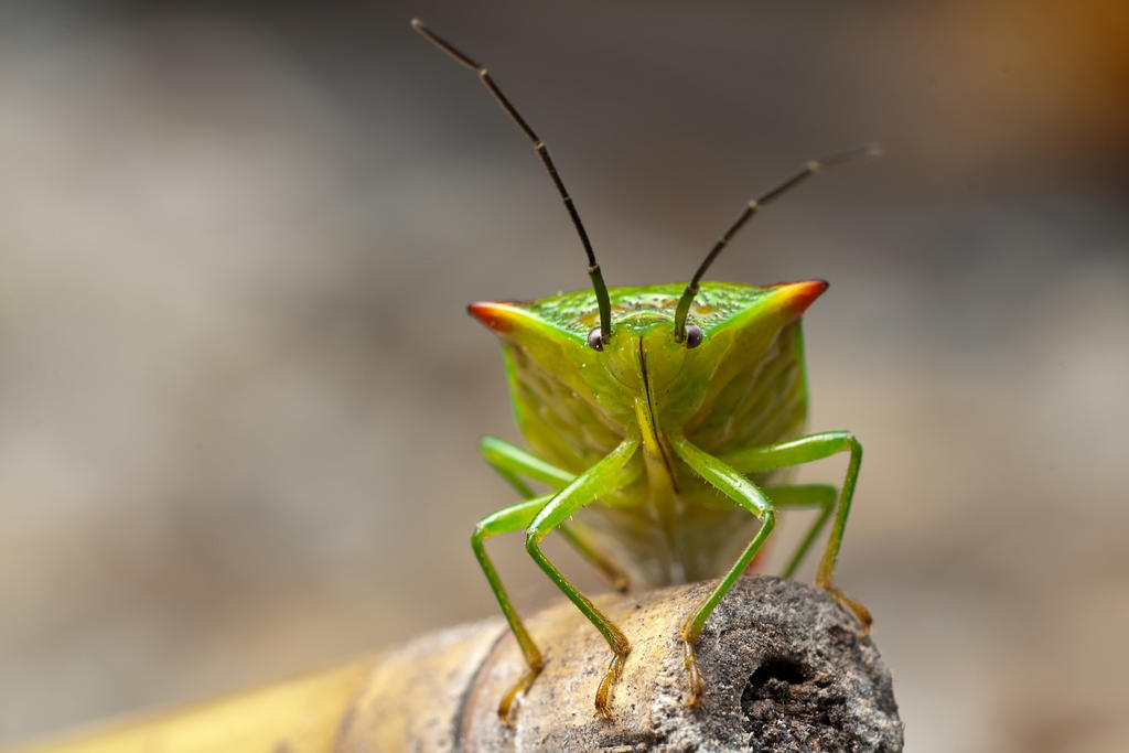 Red-Cross Shield Bug