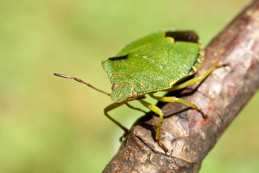 Shieldbug shieldBug by LeeAnkers on DeviantArt