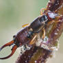 earwig 2