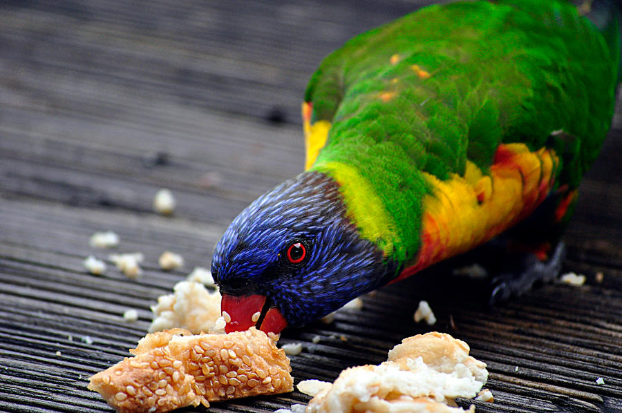 Rainbow Lorikeet 3