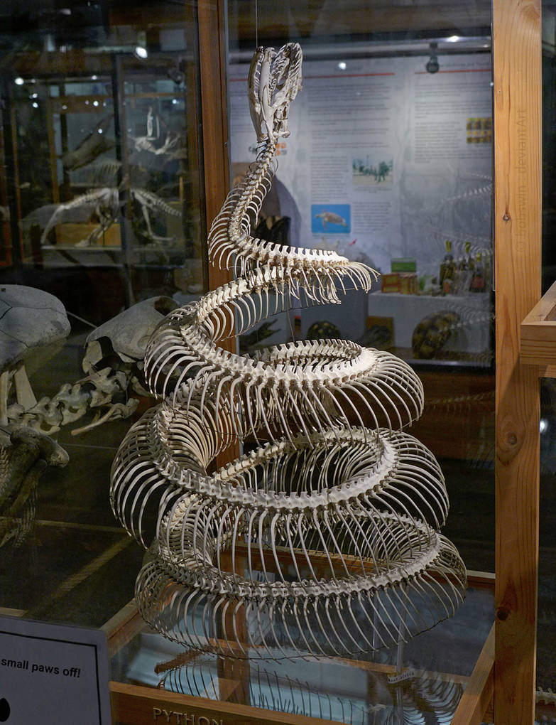 Python, Aberdeen Zoology Museum by bobswin on DeviantArt