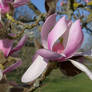 Magnolia at Kew Gardens