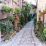 Spello - Flowers without Gardens