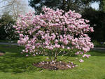 Magnolia Tree at Kew Gardens by bobswin