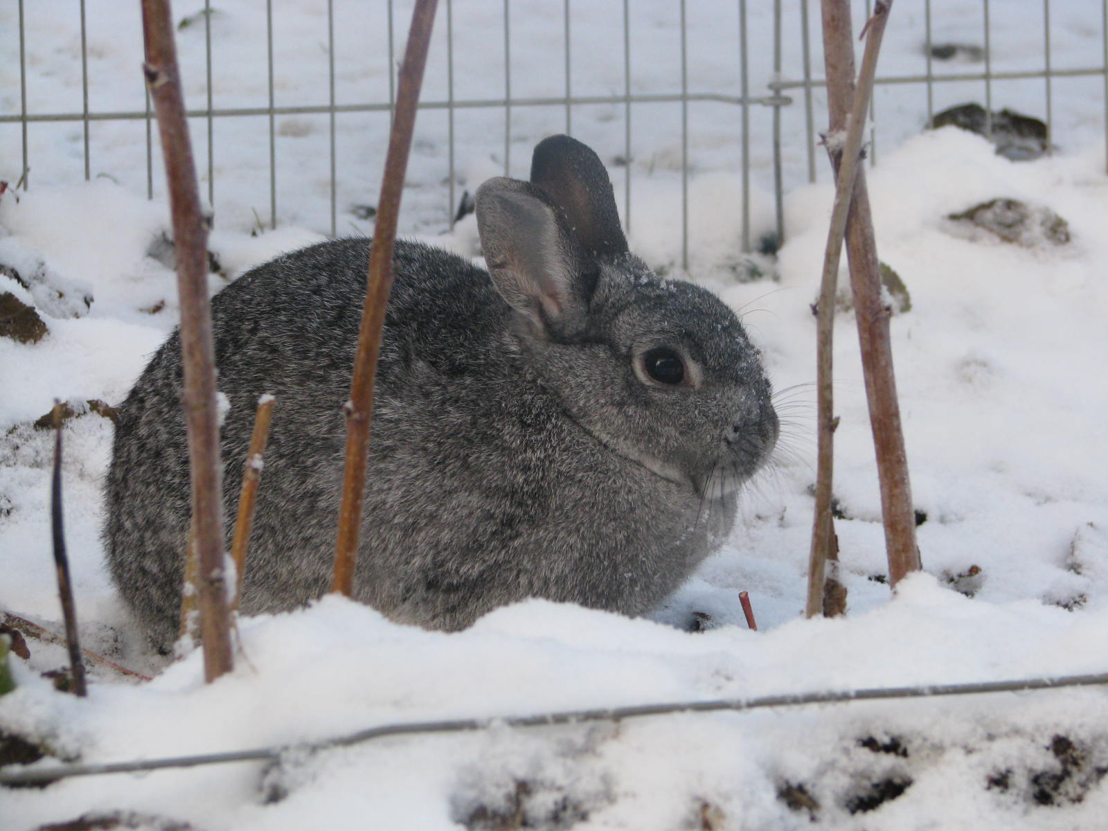 Miss Marple winter 2010