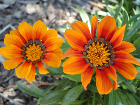 Orange Twin Flowers