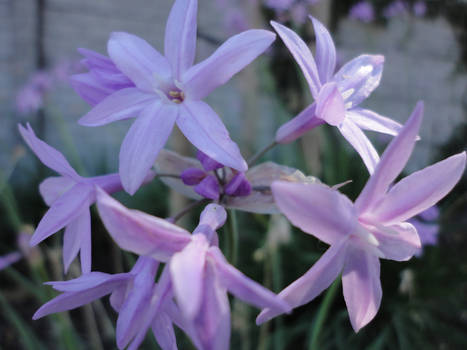 Light Purple Flowers