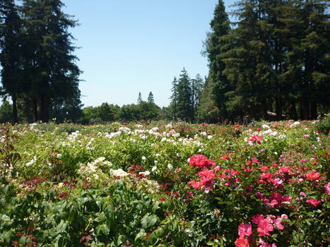 Flower Patch