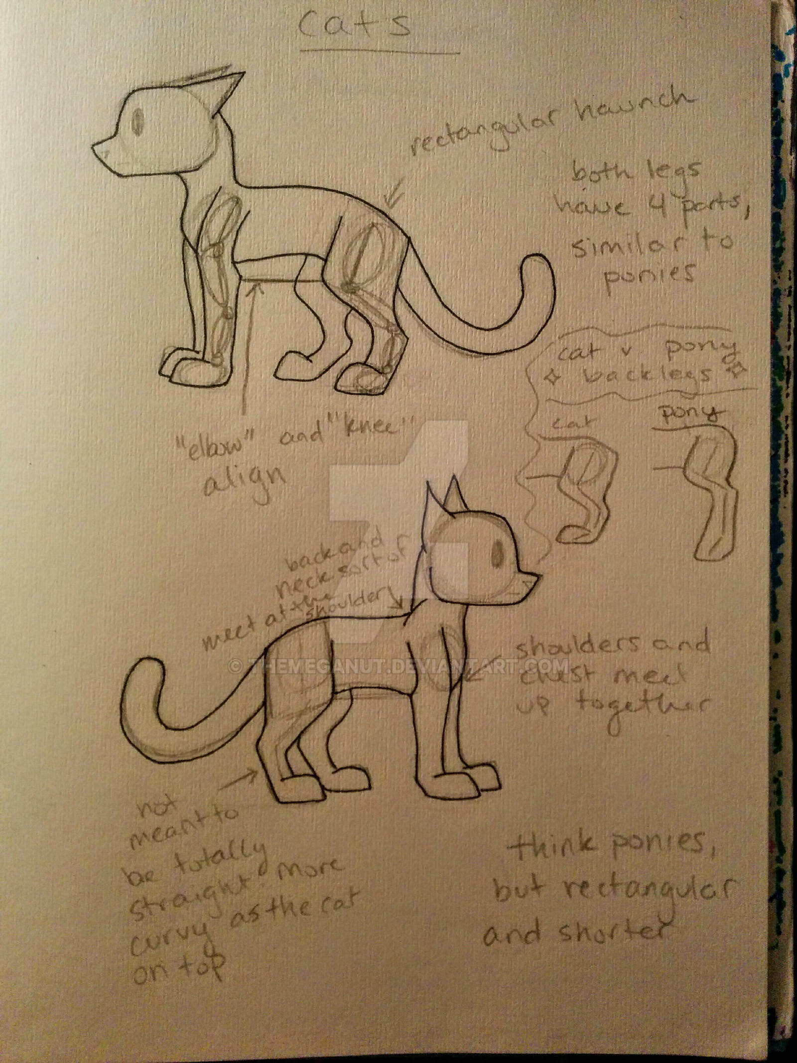 Generic Cat Anatomy