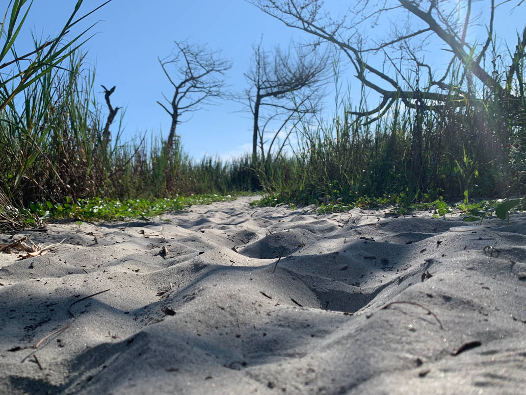 Sandy path by dragondreamer3 on DeviantArt