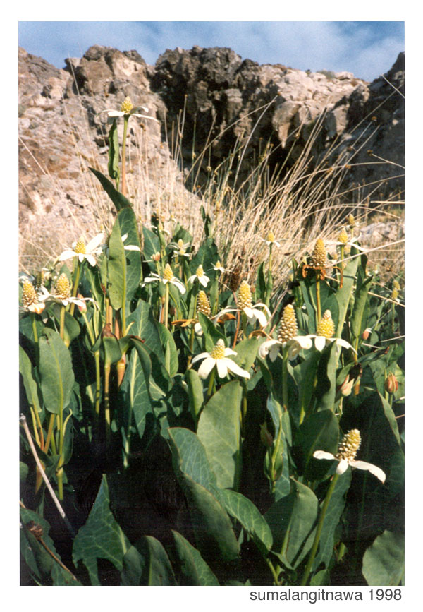 Yerba Mansa