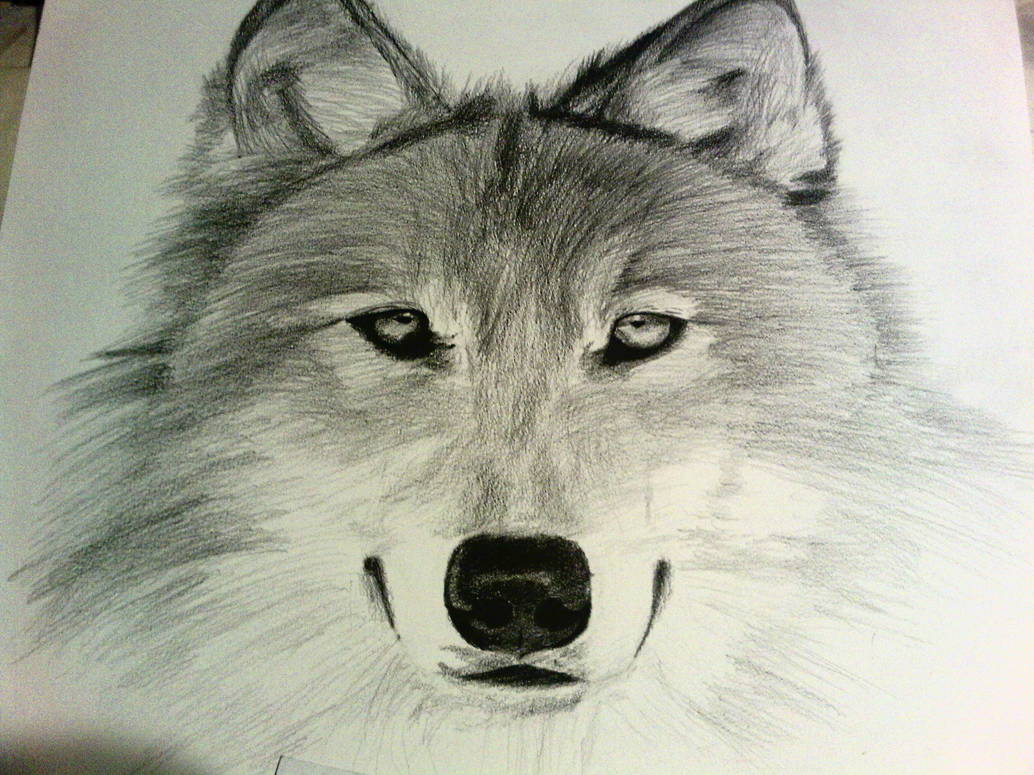 Dibujo Lobo a sombra de Clase de Dibujo 2 by EnriqueNg on DeviantArt