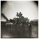 Nopales by renagadeoffunk74