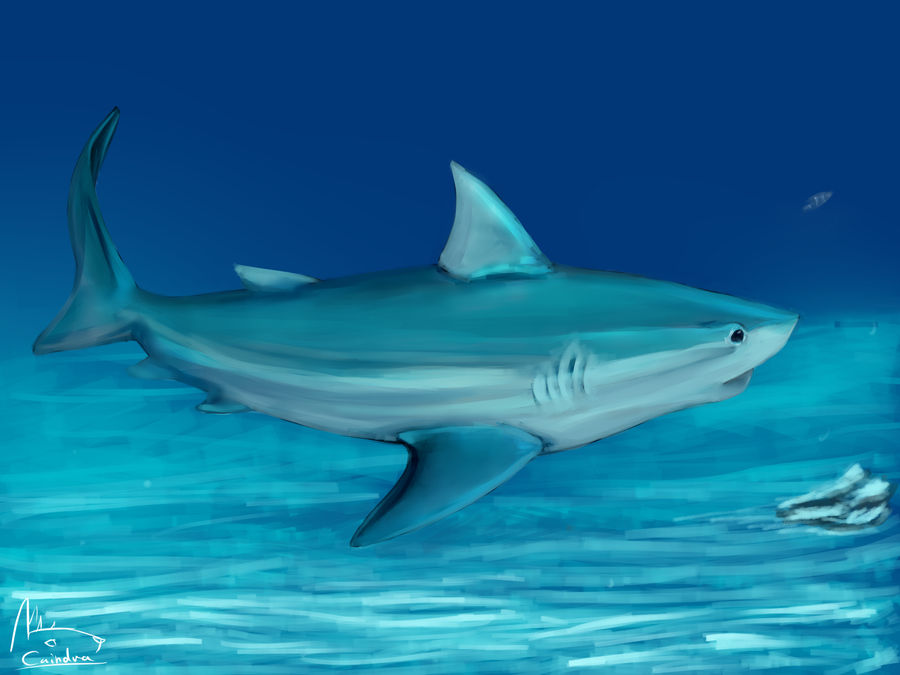 Shark Deviantart shark by HellhoundDragonArts on DeviantArt
