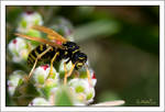 Where's my pollen? by gdab008