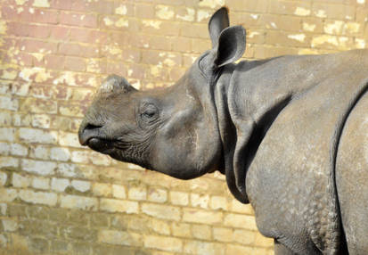 Indian Rhino Portrait