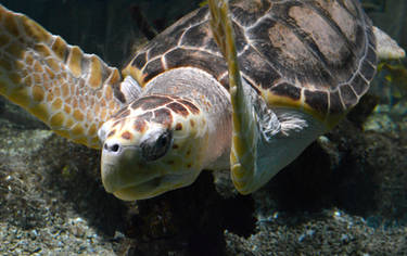 Loggerhead