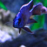 Cichlid Stare (now in blue :D)