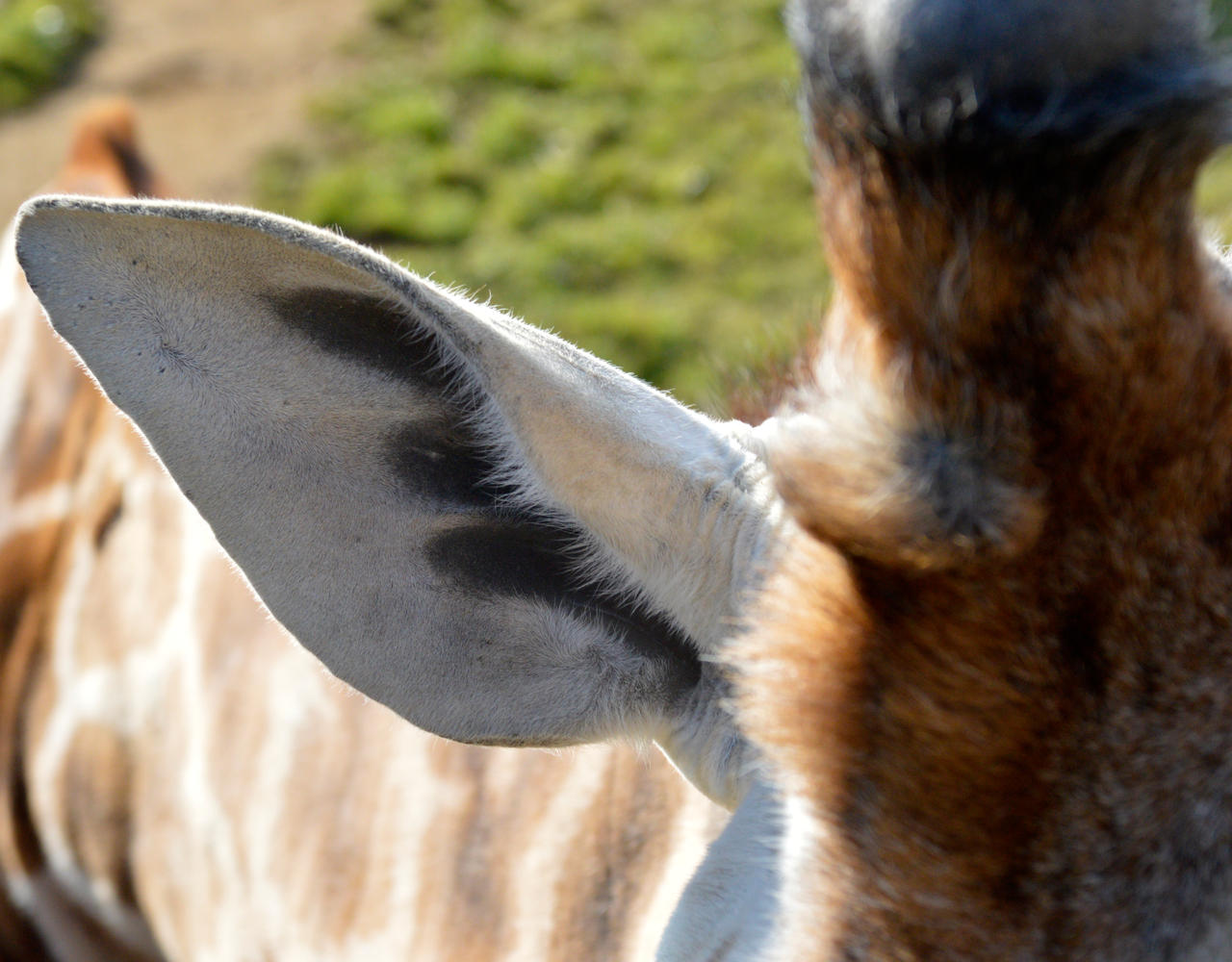 Giraffe Ear Detail by DrWheelieMobile on DeviantArt