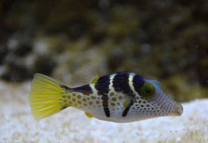 Valentin's Pufferfish Stock by DrWheelieMobile