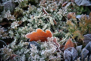 Frost leaves X