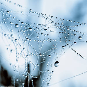 Morning Dew Intricacies