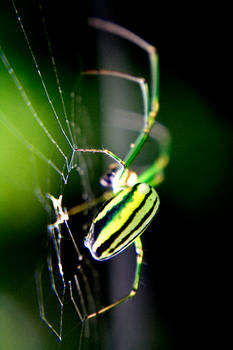 Spyder Green