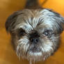 My dog he is Brussels griffon pug mix