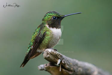 Ruby Throated Humingbird