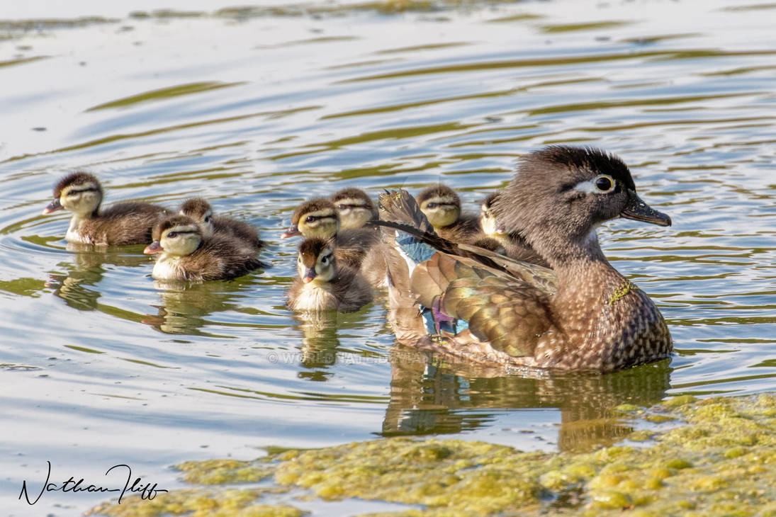 Female Mallard by worldnate on DeviantArt