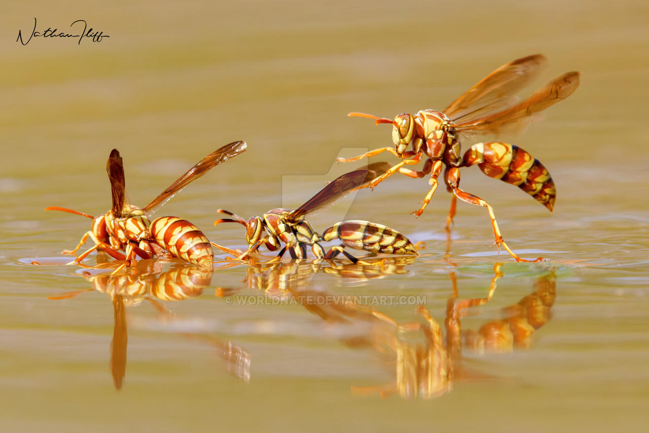 Wasps by worldnate on DeviantArt