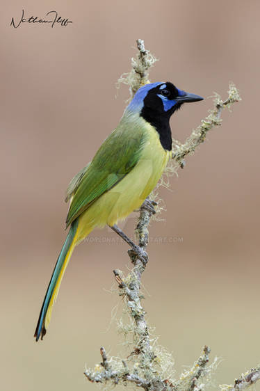 Green jay