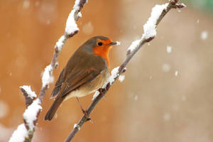 The Red Breasted Robin