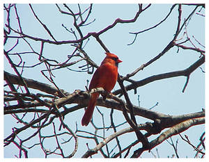 Perched Red