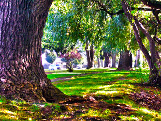 TEMUCO - Arboles en Campos Deportivos