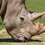 Southern White Rhinoceros