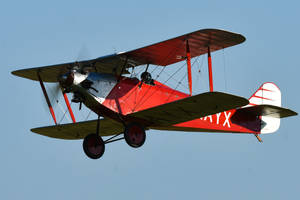 Southern Martlet