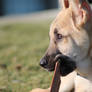 otto and his stick